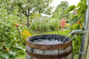 Im Garten können Sie viel Wasser sparen, wenn Sie mit Regenwasser gießen.